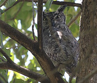 Fleckenuhu (Bubo africanus)